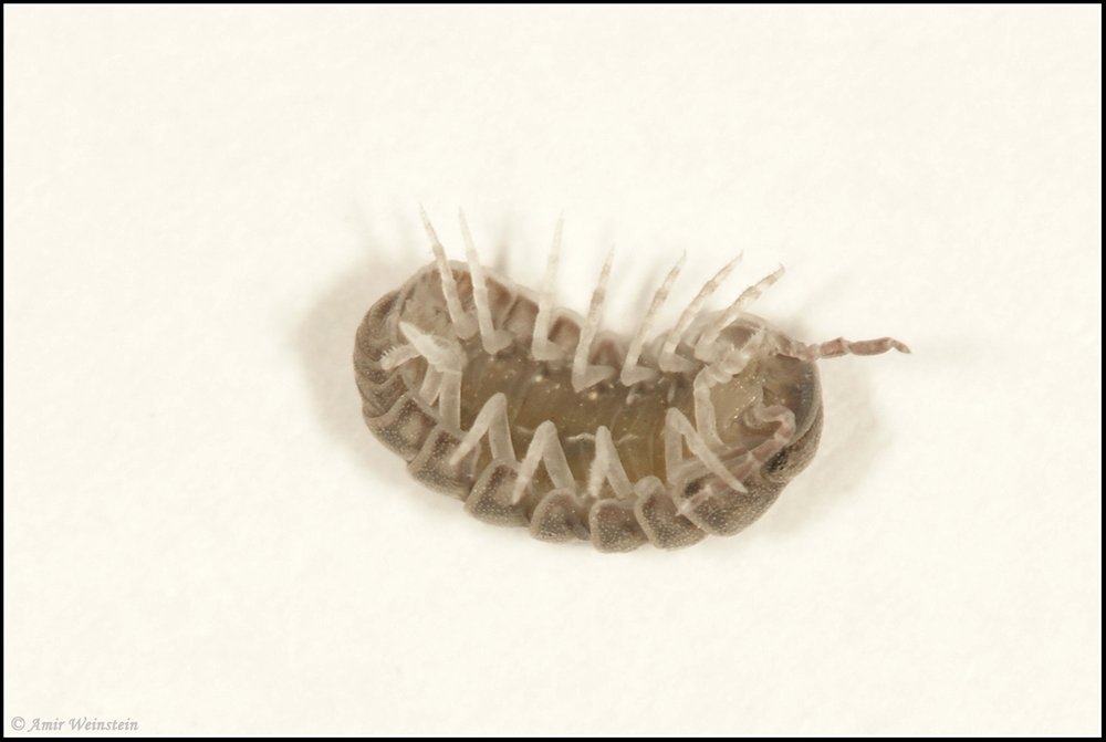 Isopoda d''Israele - Armadillo officinalis